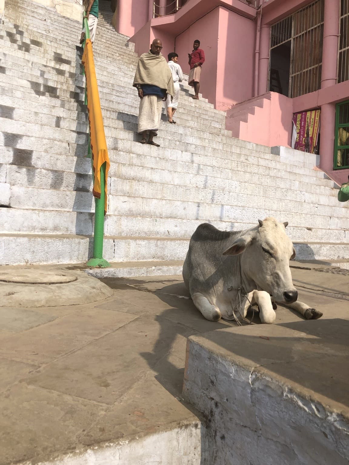 A cow rests on the stone riverfront steps below a pink building in Varanasi, 2019