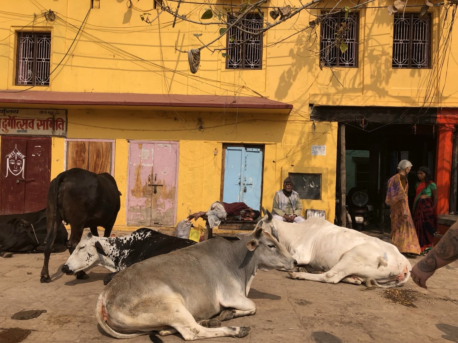 Several cattle rest in front of a bright yellow building in Varanasi, 2019